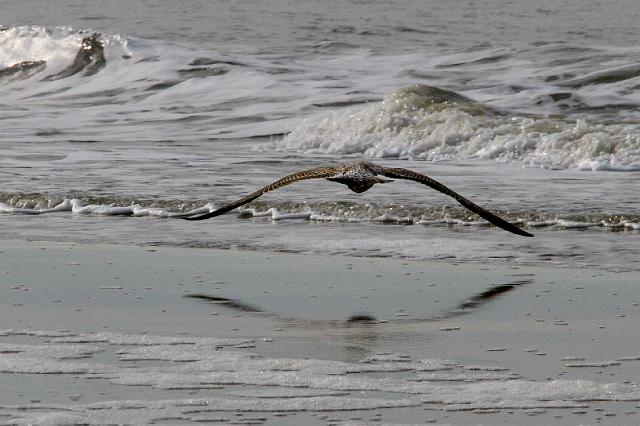 127 Texel.jpg